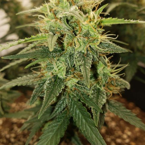 Blueberry Auto 🫐 growlog timeline photo