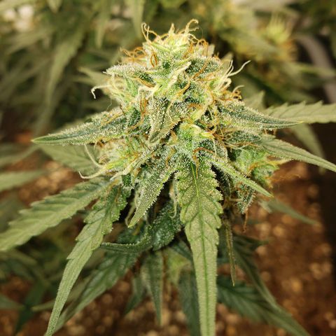 Blueberry Auto 🫐 growlog timeline photo
