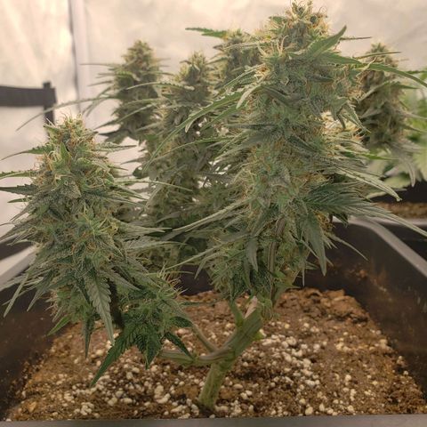 Blueberry Auto 🫐 growlog timeline photo