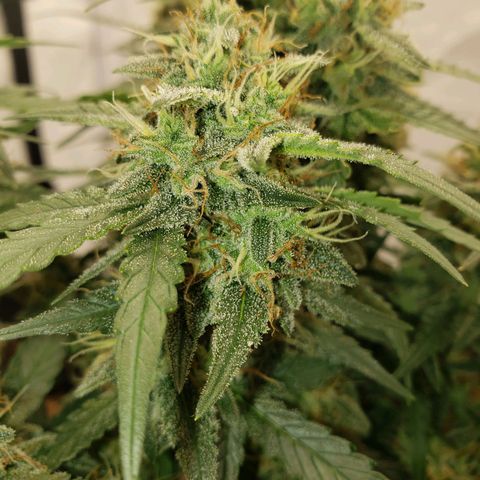 Blueberry Auto 🫐 growlog timeline photo