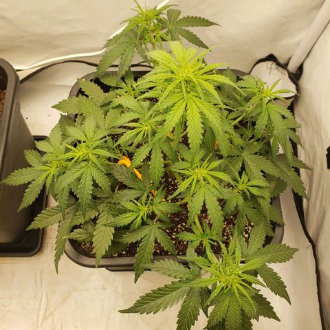 Wedding Cake Auto growlog timeline photo