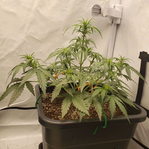 Wedding Cake Auto growlog timeline photo