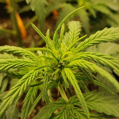 Wedding Cake Auto growlog timeline photo