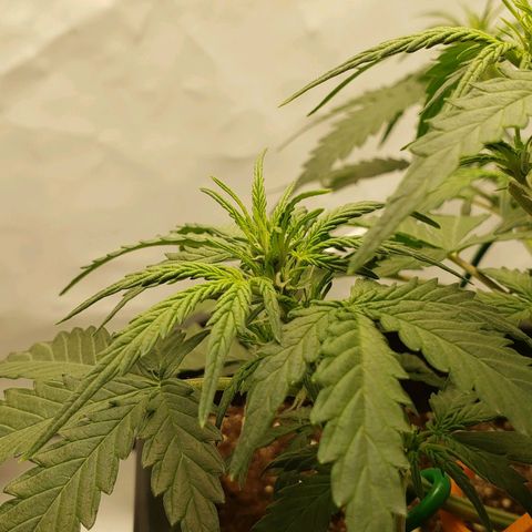 Wedding Cake Auto growlog timeline photo