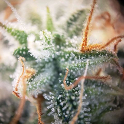 Blueberry Auto 🫐 growlog timeline photo