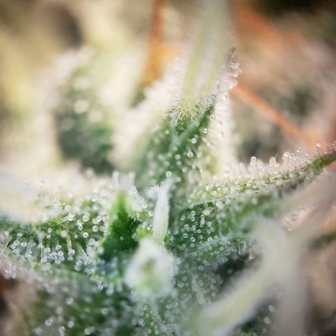 Blueberry Auto 🫐 growlog timeline photo