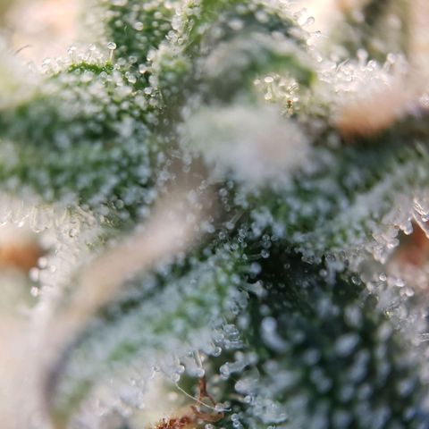 Blueberry Auto 🫐 growlog timeline photo
