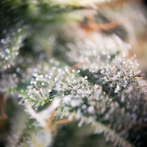 Blueberry Auto 🫐 growlog timeline photo