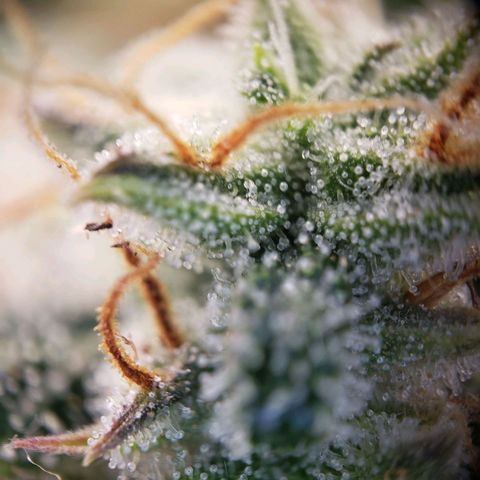 Blueberry Auto 🫐 growlog timeline photo