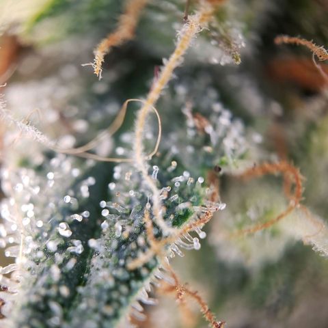 Blueberry Auto 🫐 growlog timeline photo