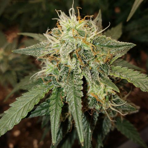 Blueberry Auto 🫐 growlog timeline photo