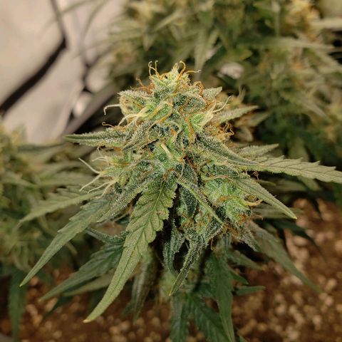 Blueberry Auto 🫐 growlog timeline photo