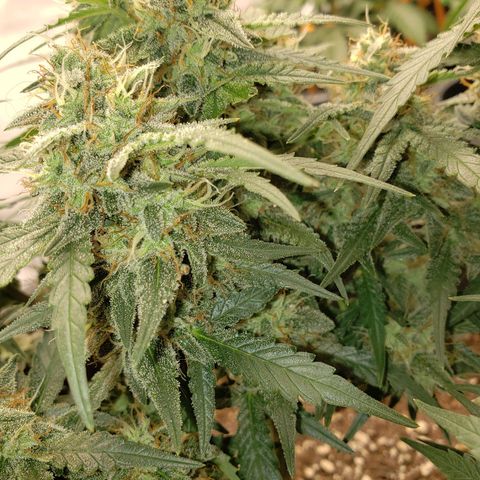 Blueberry Auto 🫐 growlog timeline photo