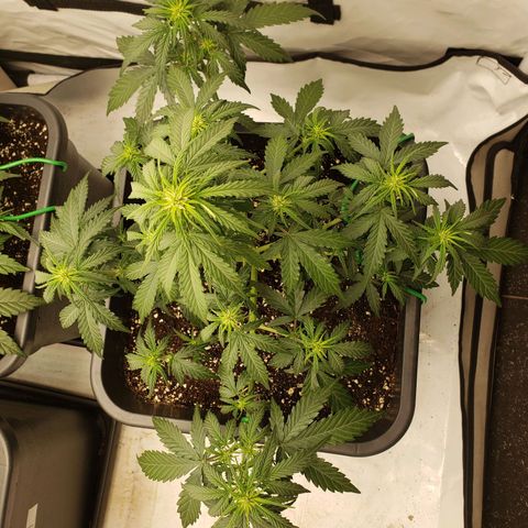 Wedding Cake Auto growlog timeline photo