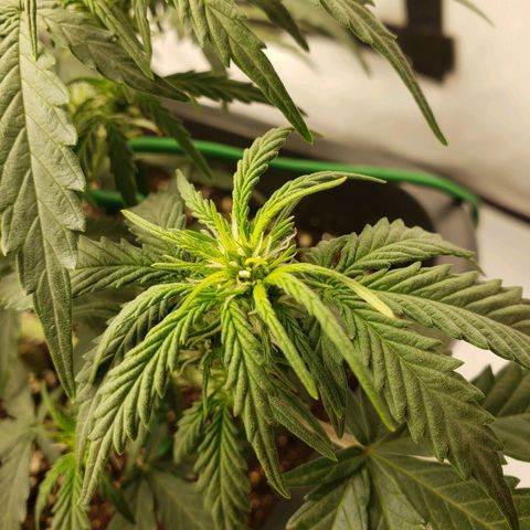 Wedding Cake Auto growlog timeline photo
