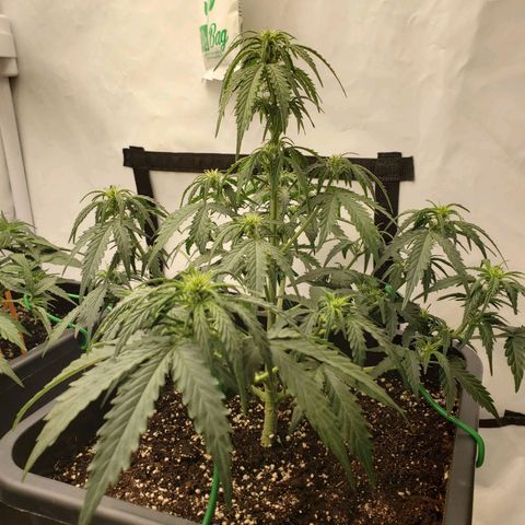 Wedding Cake Auto growlog timeline photo
