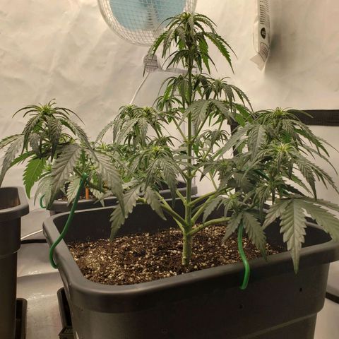 Wedding Cake Auto growlog timeline photo