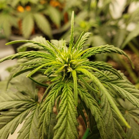 Wedding Cake Auto growlog timeline photo