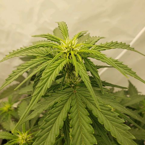 Wedding Cake Auto growlog timeline photo