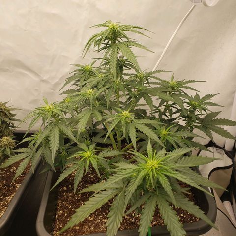 Wedding Cake Auto growlog timeline photo