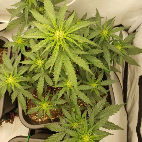 Wedding Cake Auto growlog timeline photo