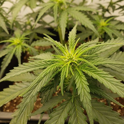 Wedding Cake Auto growlog timeline photo