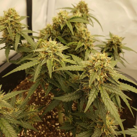 Blueberry Auto 🫐 growlog timeline photo