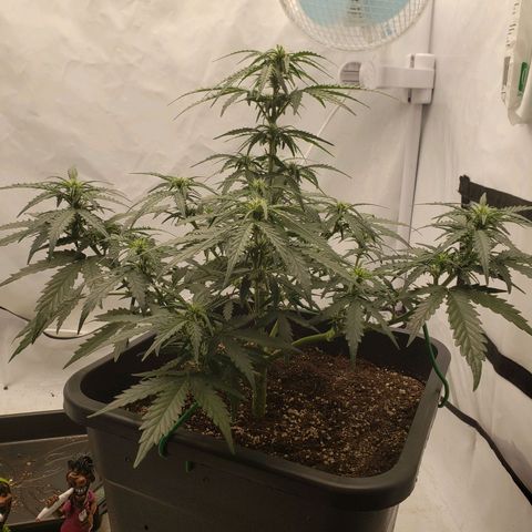 Wedding Cake Auto growlog timeline photo