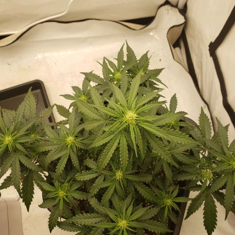 Wedding Cake Auto growlog timeline photo