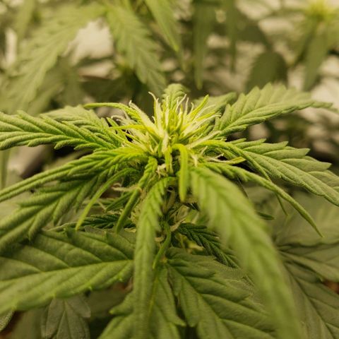 Wedding Cake Auto growlog timeline photo