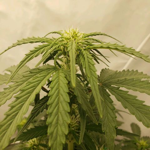 Wedding Cake Auto growlog timeline photo