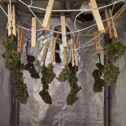 Blueberry Auto 🫐 growlog photo: Kleine Babyernte 🥰