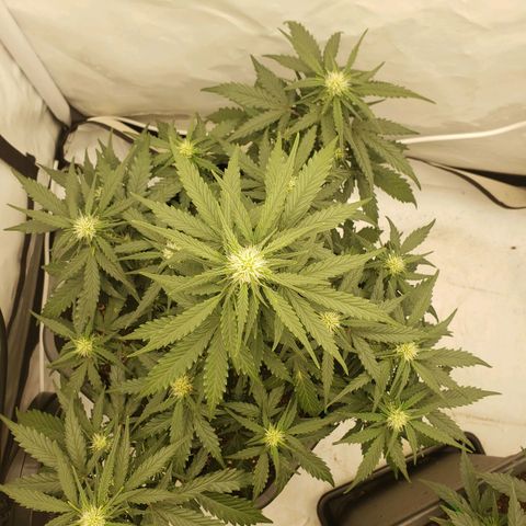 Wedding Cake Auto growlog timeline photo