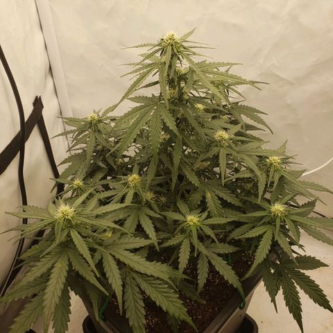 Wedding Cake Auto growlog timeline photo