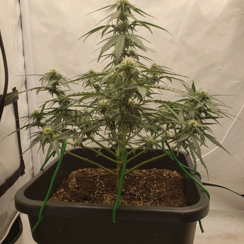 Wedding Cake Auto growlog timeline photo