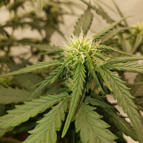 Wedding Cake Auto growlog timeline photo