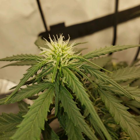 Wedding Cake Auto growlog timeline photo