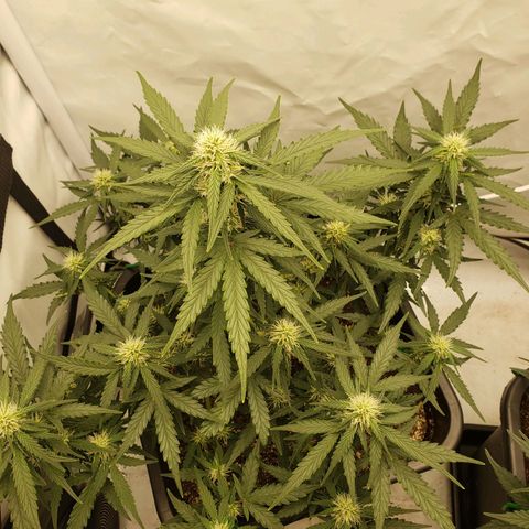Wedding Cake Auto growlog timeline photo