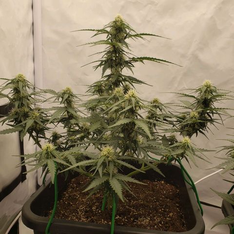Wedding Cake Auto growlog timeline photo