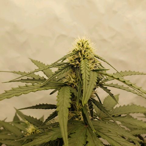 Wedding Cake Auto growlog timeline photo