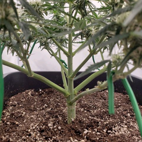 Wedding Cake Auto growlog timeline photo