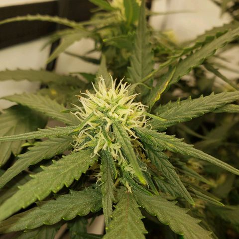 Wedding Cake Auto growlog timeline photo