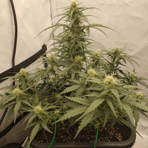 Wedding Cake Auto growlog timeline photo