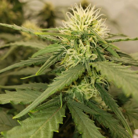 Wedding Cake Auto growlog timeline photo