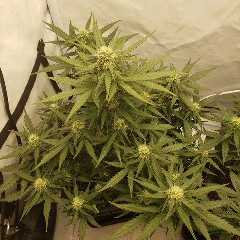 Wedding Cake Auto growlog timeline photo