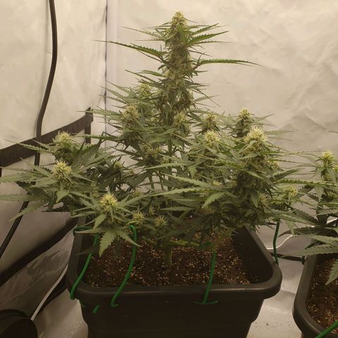 Wedding Cake Auto growlog timeline photo