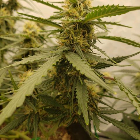 Wedding Cake Auto growlog timeline photo