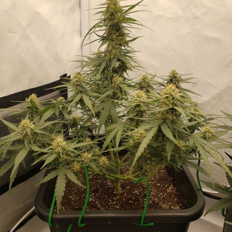 Wedding Cake Auto growlog timeline photo
