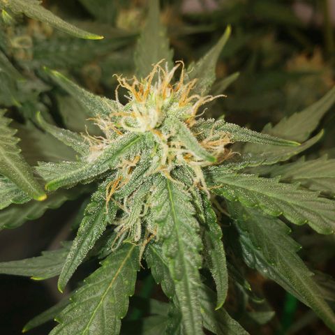 Wedding Cake Auto growlog timeline photo