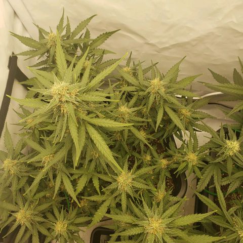 Wedding Cake Auto growlog timeline photo